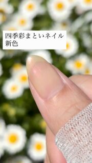 四季彩まといネイル
新色
きぬかさね
はずむつまさき
やわらかな日差しにきらめく、春にぴったりの2色は
晴れた屋外で見ると、微細なパールが際立ちます。
やわらかに、あざやかに。
どちらの色が気になりますか?
#四季彩まといネイル #水性ネイル #春色